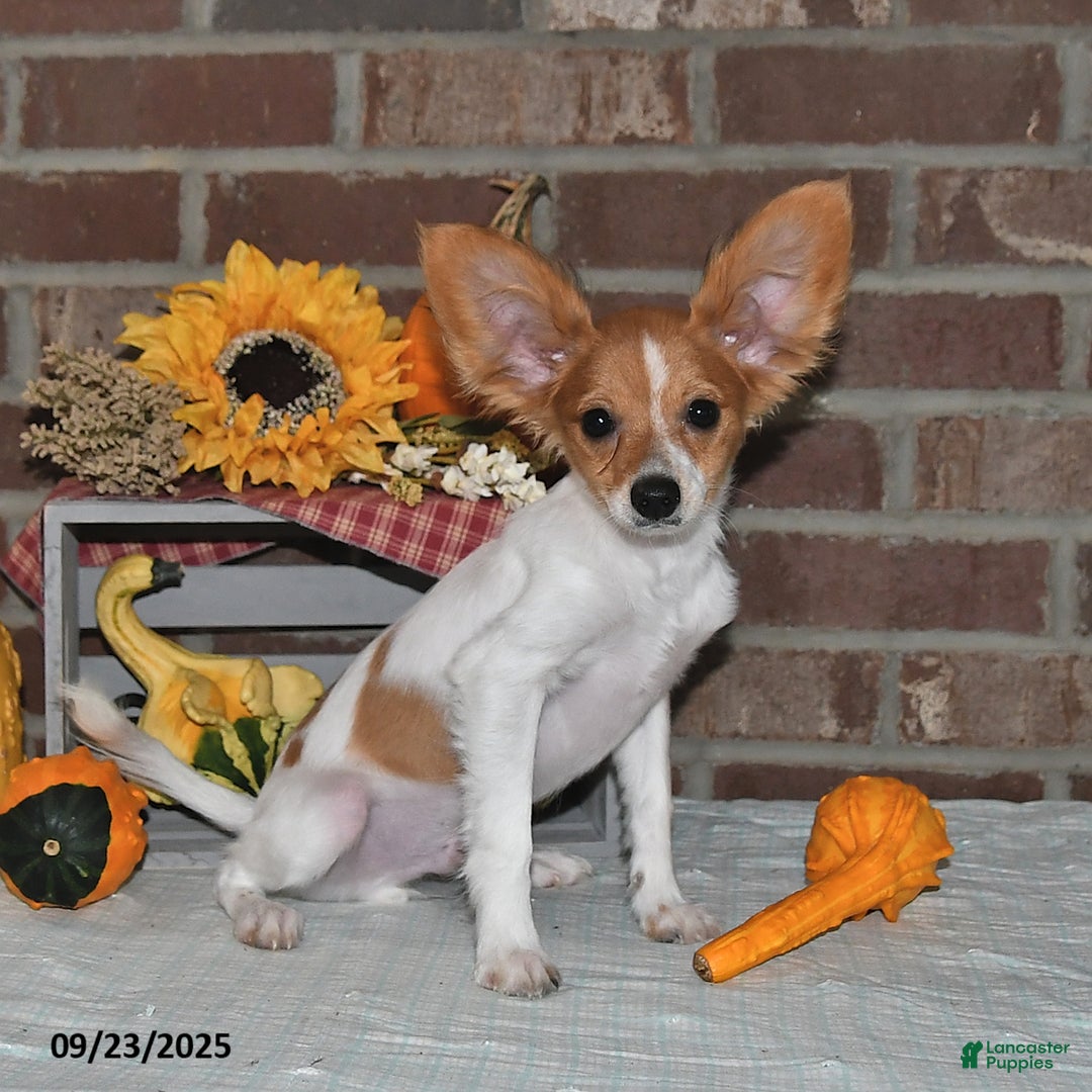 Papillon dogs for sale: Bailey - Ad 9