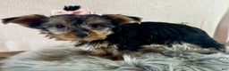 Yorkshire Terrier dogs for sale: Willow - Ad 6