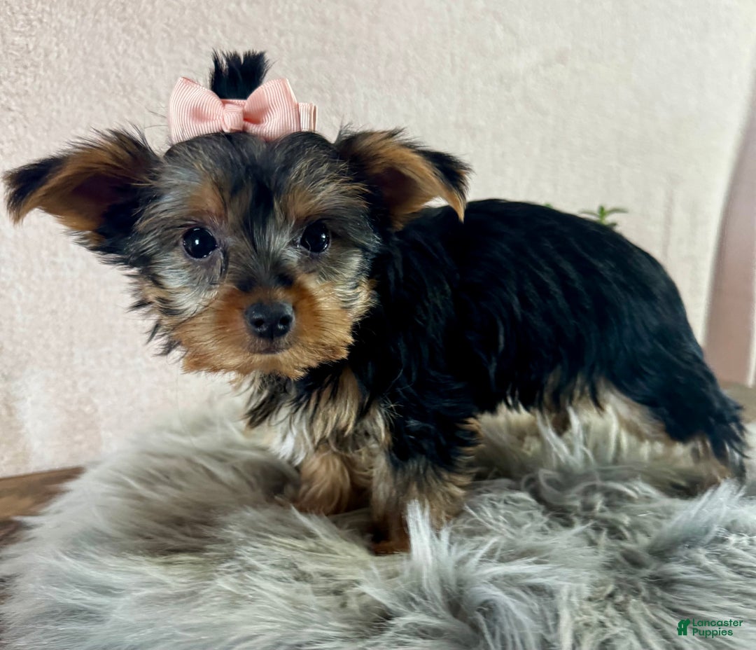 Yorkshire Terrier dogs for sale: Willow - Ad 6