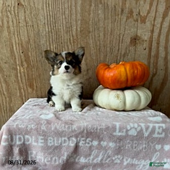 Welsh Corgi Pembroke dogs Emma - Ad 1