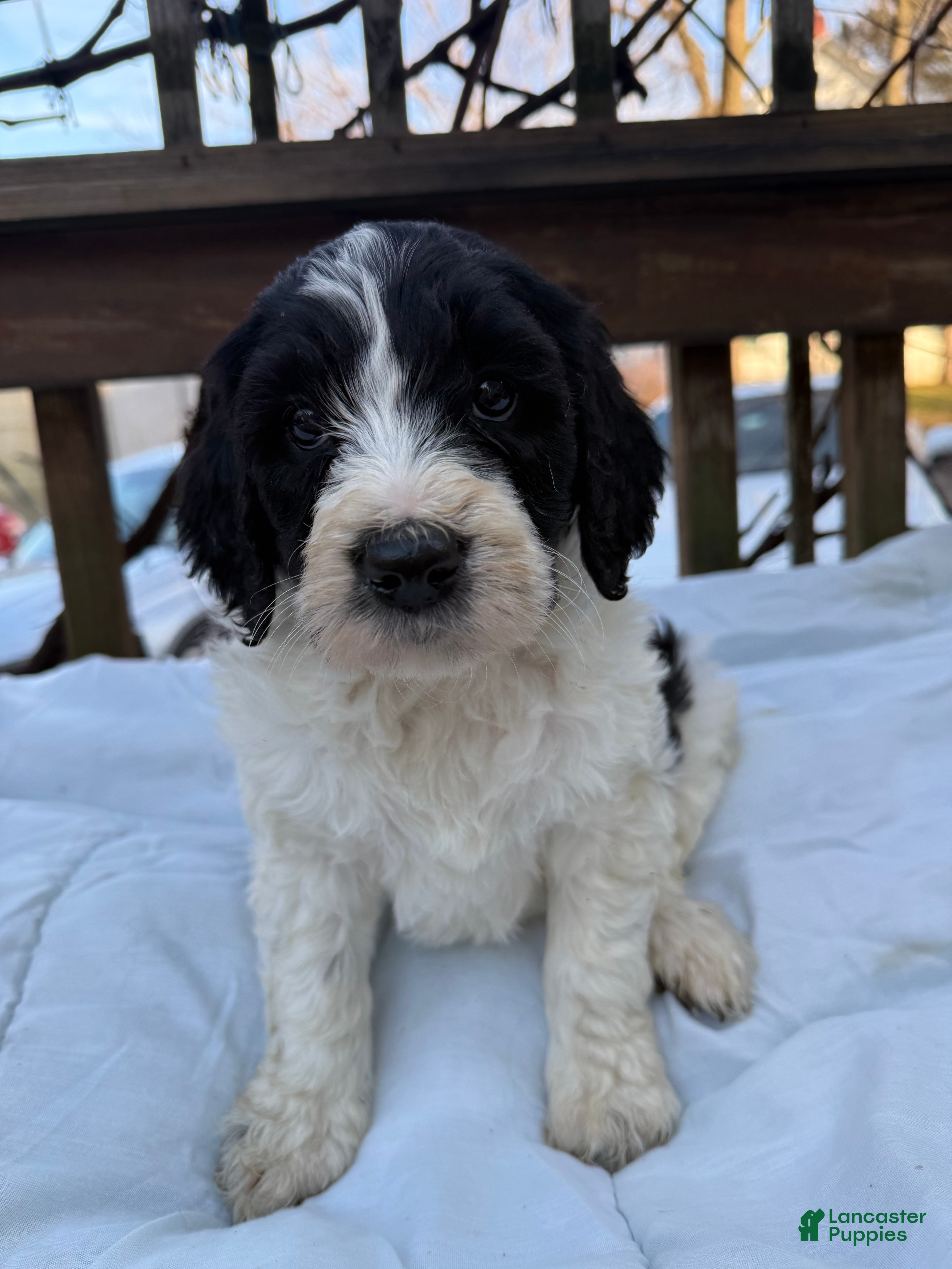 Goldendoodle dogs Cookie - Ad 2