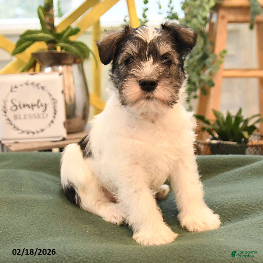Miniature Schnauzer dogs Baron - Ad 2