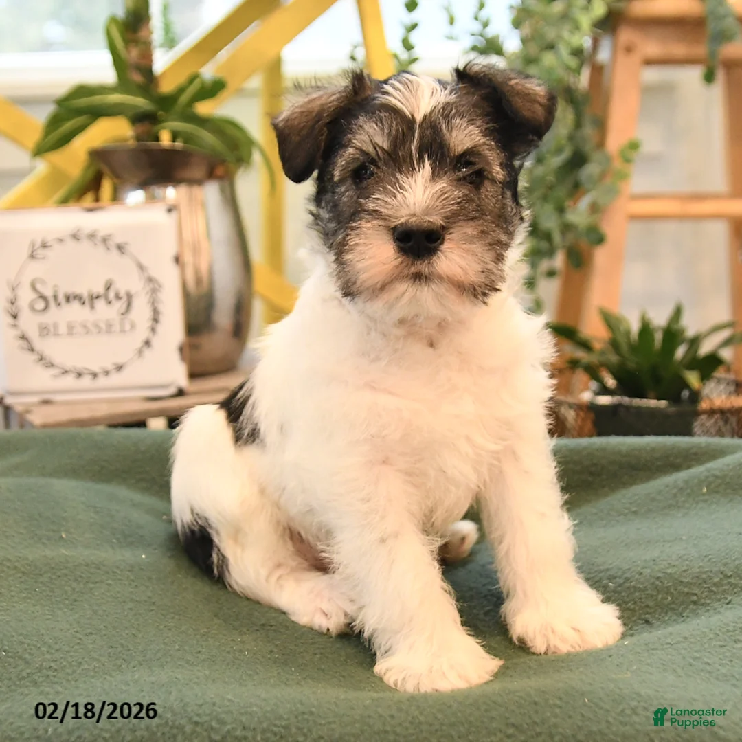 Miniature Schnauzer dogs for sale: Baron - Ad 2