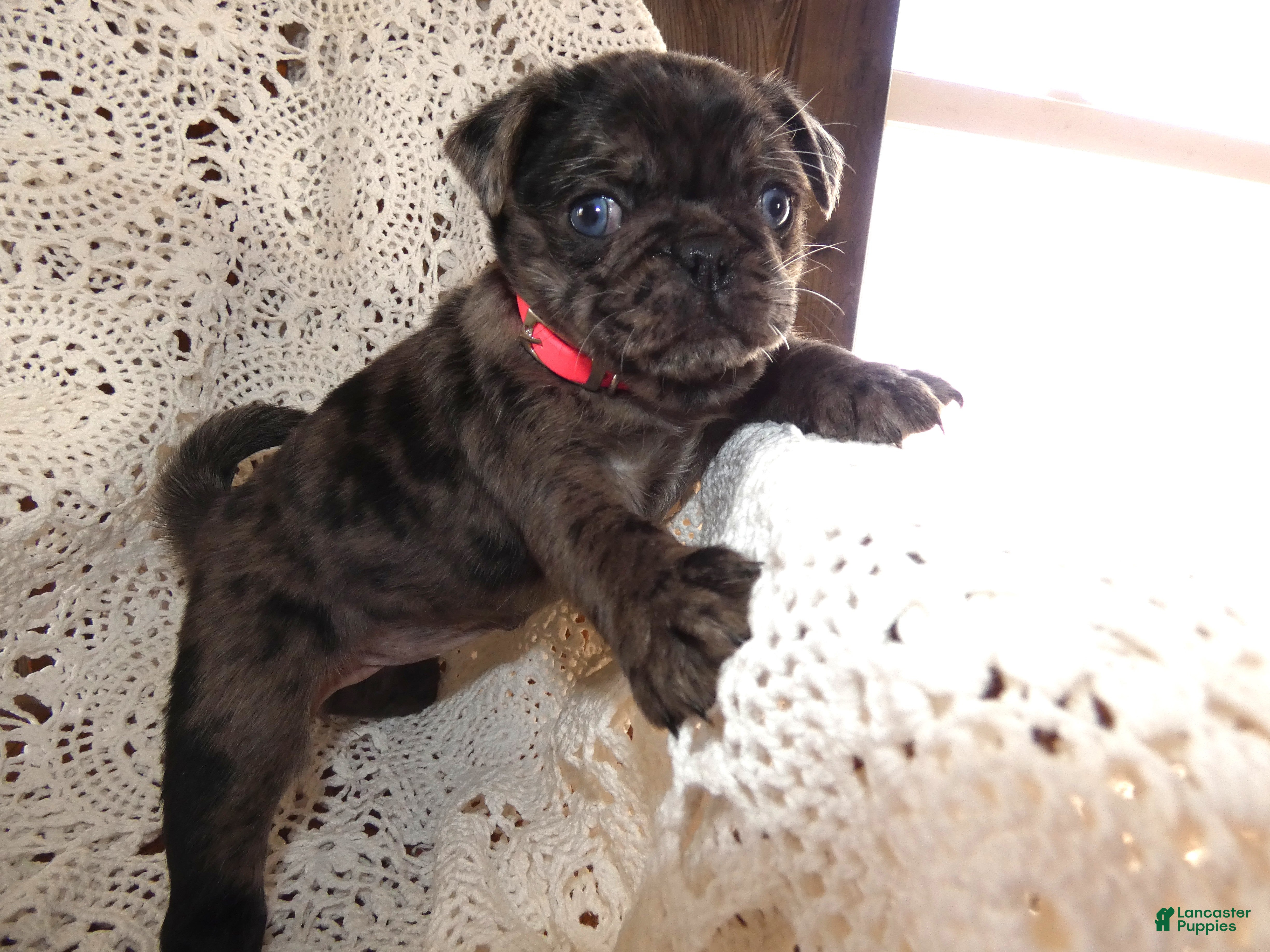 Pug dogs Pug Puppy 1 Lacy - Ad 18