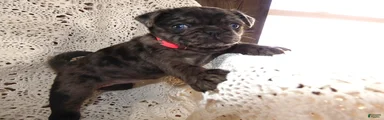 Pug Puppy 1 Lacy
