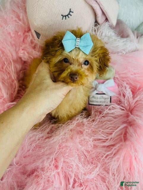 Toy Poodle dogs Toy Poodle Puppy 1 - Ad 39