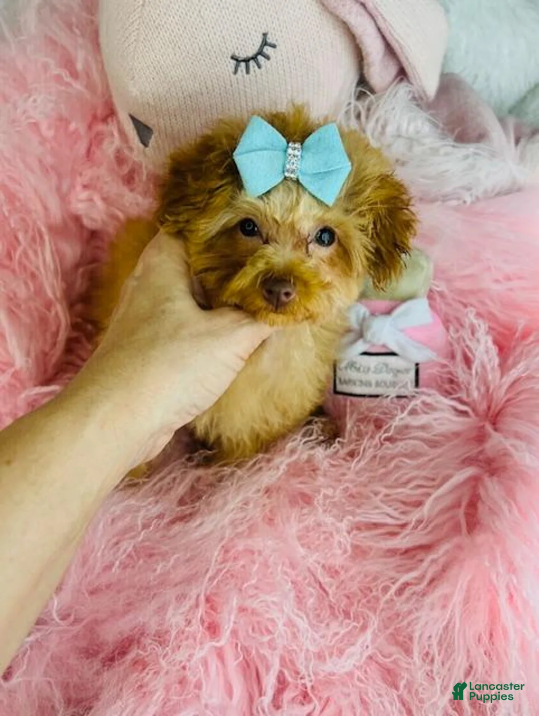 Toy Poodle dogs for sale: Toy Poodle Puppy 1 - Ad 1