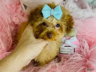 Toy Poodle dogs Toy Poodle Puppy 1 - Ad 39