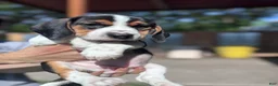 Beagle dogs for sale: Blossom ❤️ - Ad 13