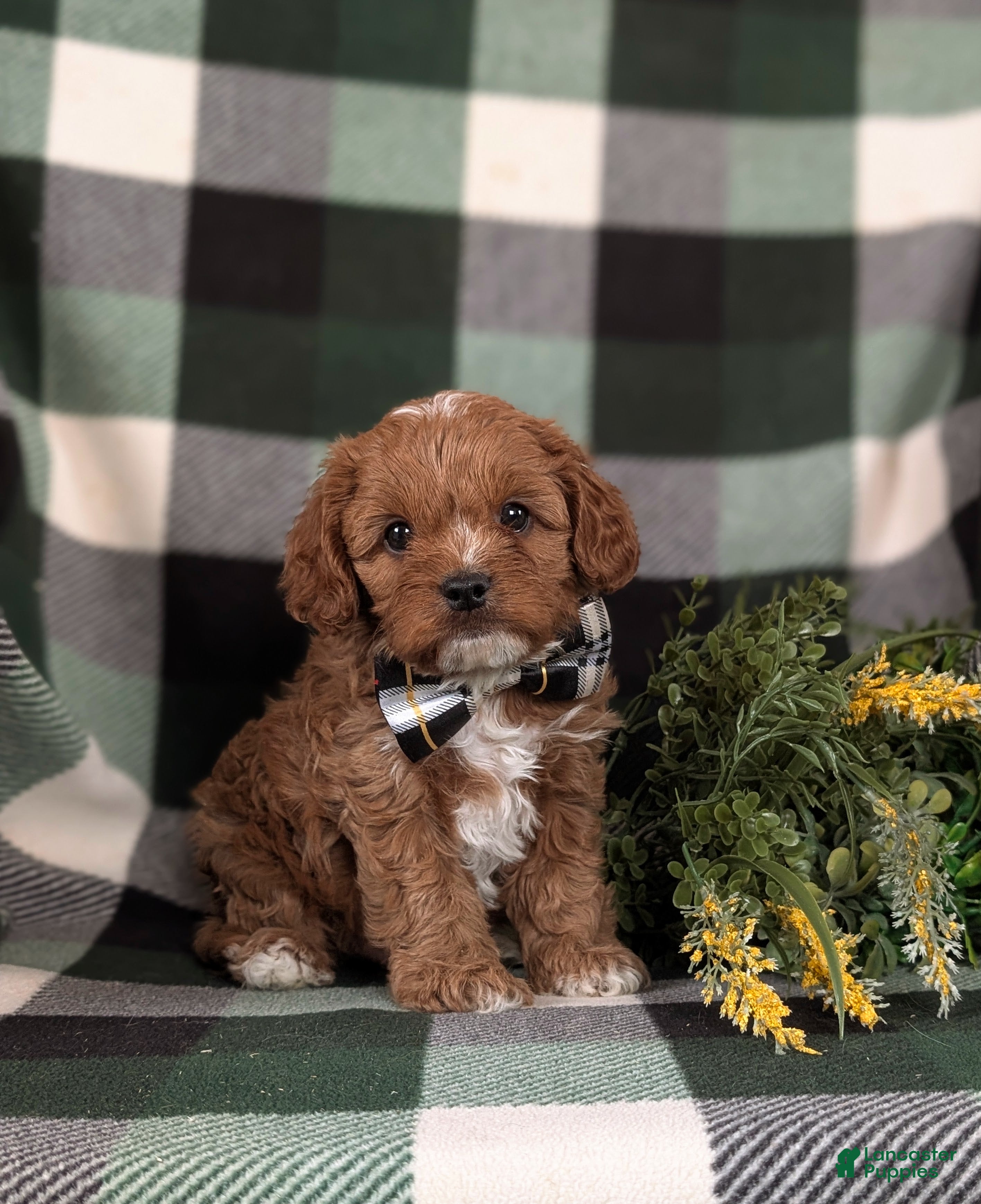 Cavapoo dogs Elijah - Ad 1