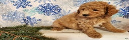 Mini Goldendoodle dogs for sale: Nash - Ad 7
