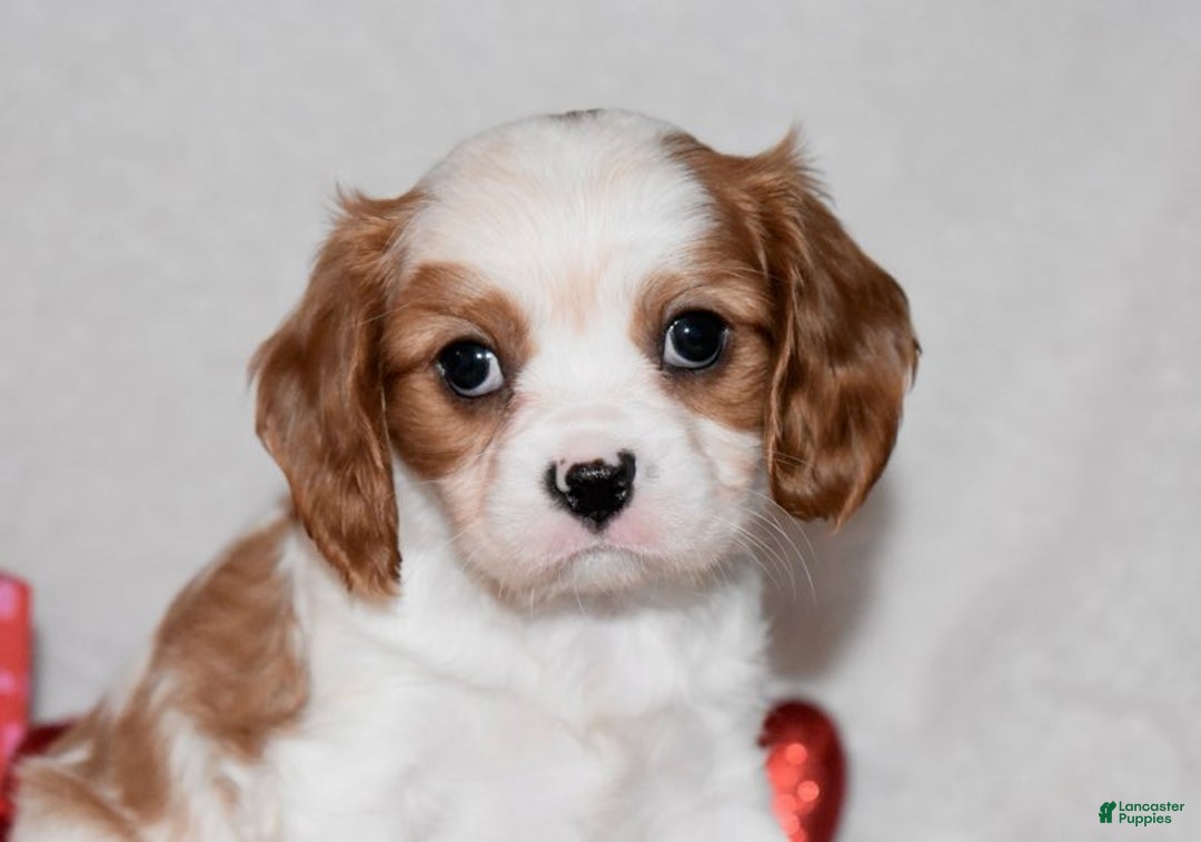 Cavalier King Charles Spaniel dogs for sale: Odie - Ad 6