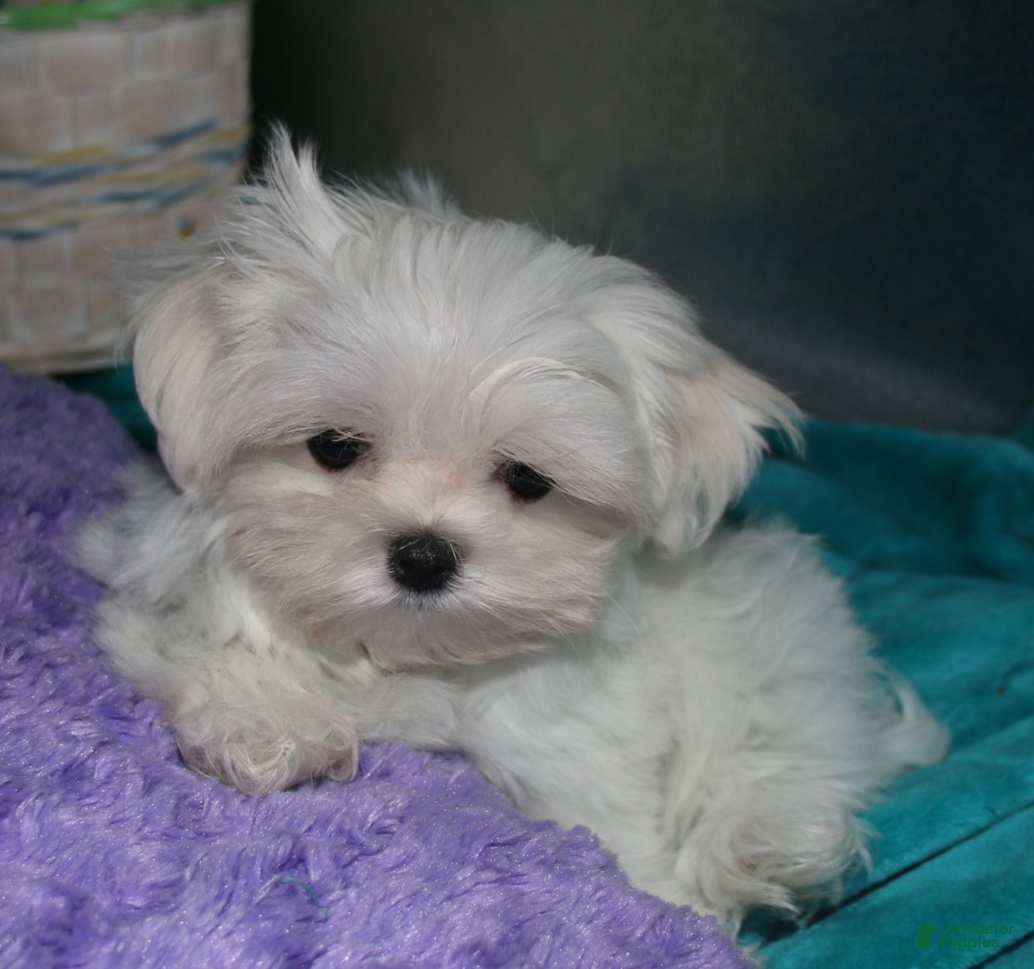 Maltese dogs Maci - Ad 2