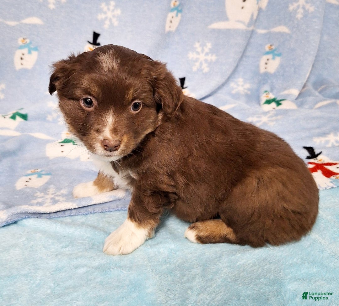 Miniature Australian Shepherd dogs for sale: Roxie - Ad 2