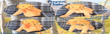 Aspen