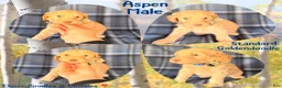 Goldendoodle dogs for sale: Aspen - Ad 1