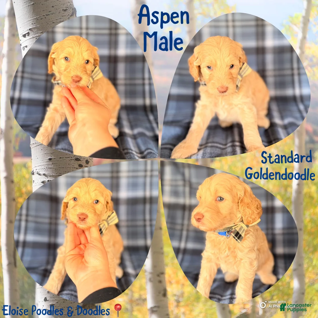 Goldendoodle dogs for sale: Aspen - Ad 1