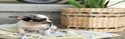 Chihuahua dogs for sale: Rosie - Ad 14