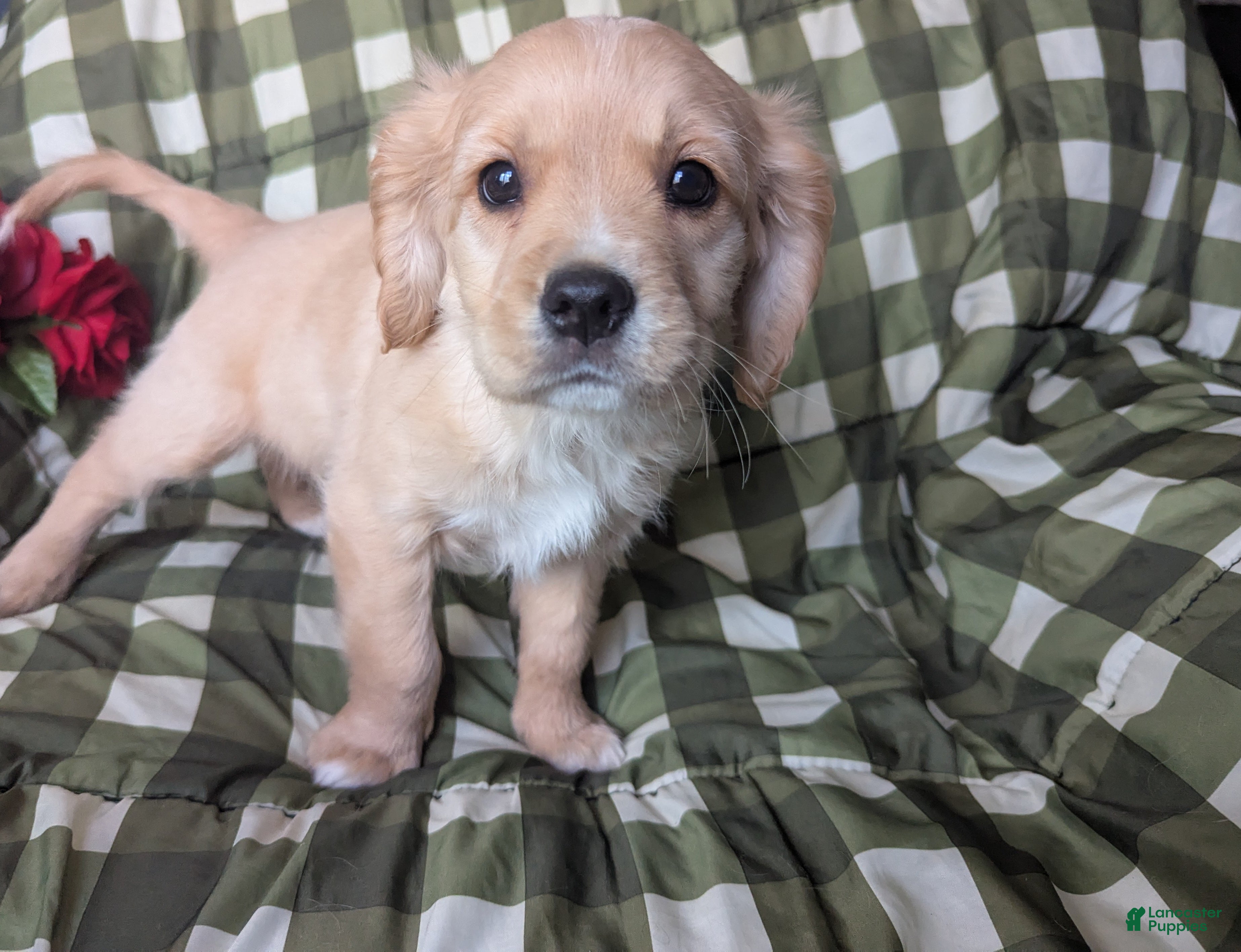 Mixed Breed dogs Deputy - Ad 1