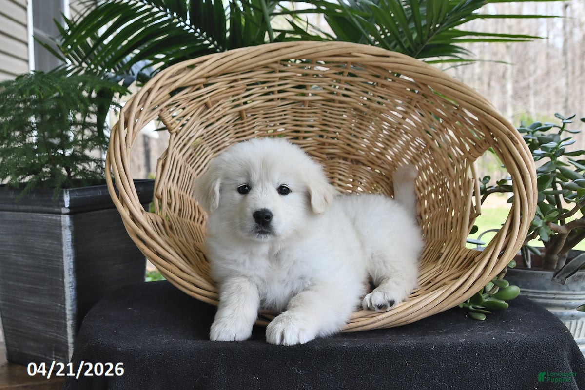 Samoyed dogs Rose - Ad 1