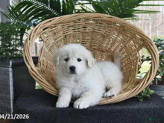 Samoyed dogs for sale: Rose - Ad 2