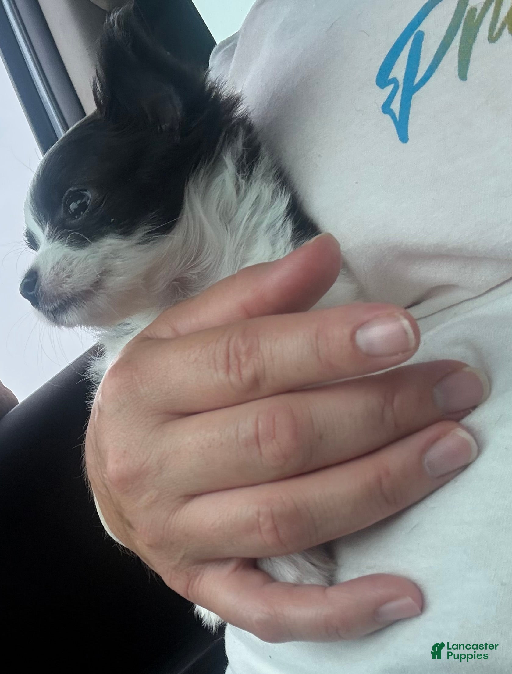 Chihuahua dogs Mellie - Ad 13