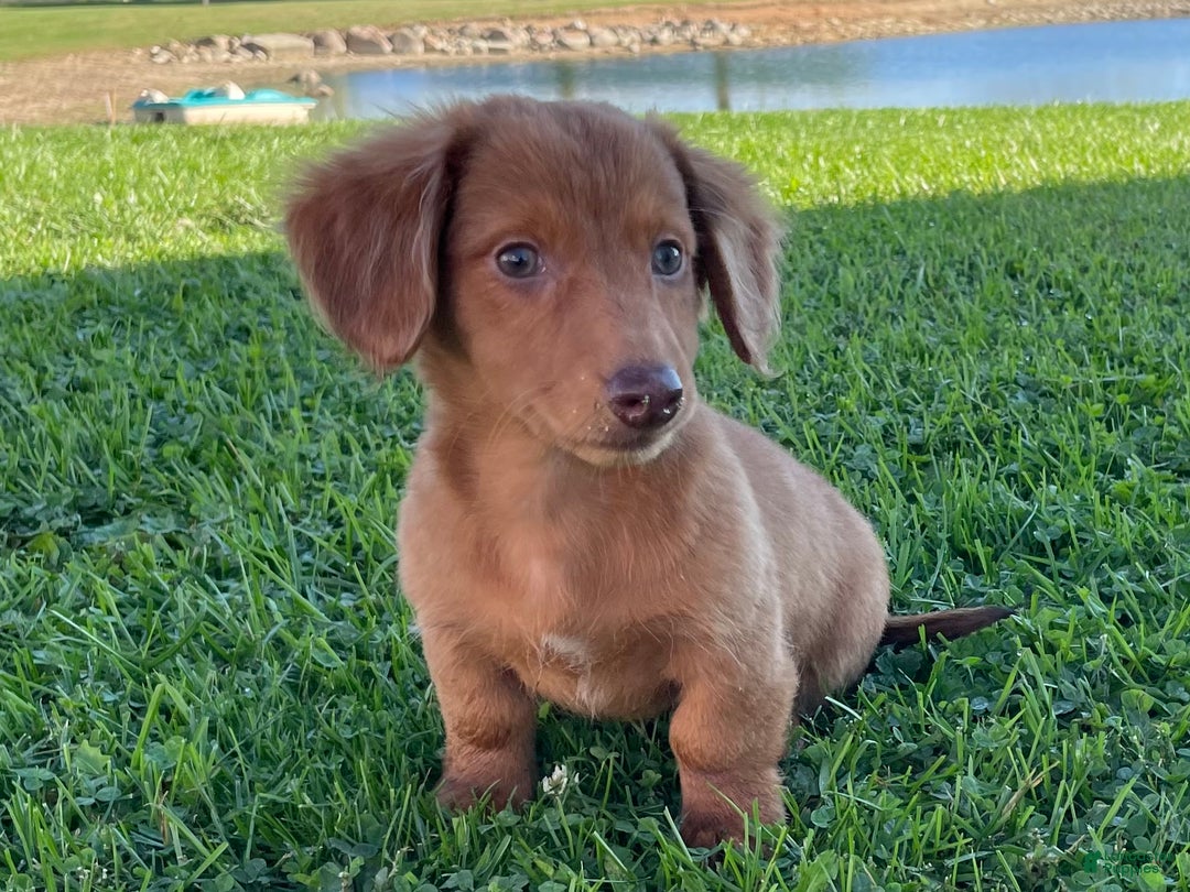 Miniature Dachshunds Deutsch Hound Puppies For Sale Caramel