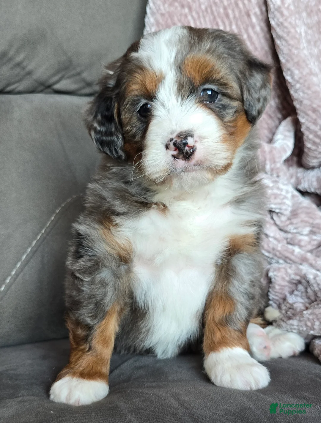 Mini Bernedoodle dogs for sale: Mini Sophie - Ad 3