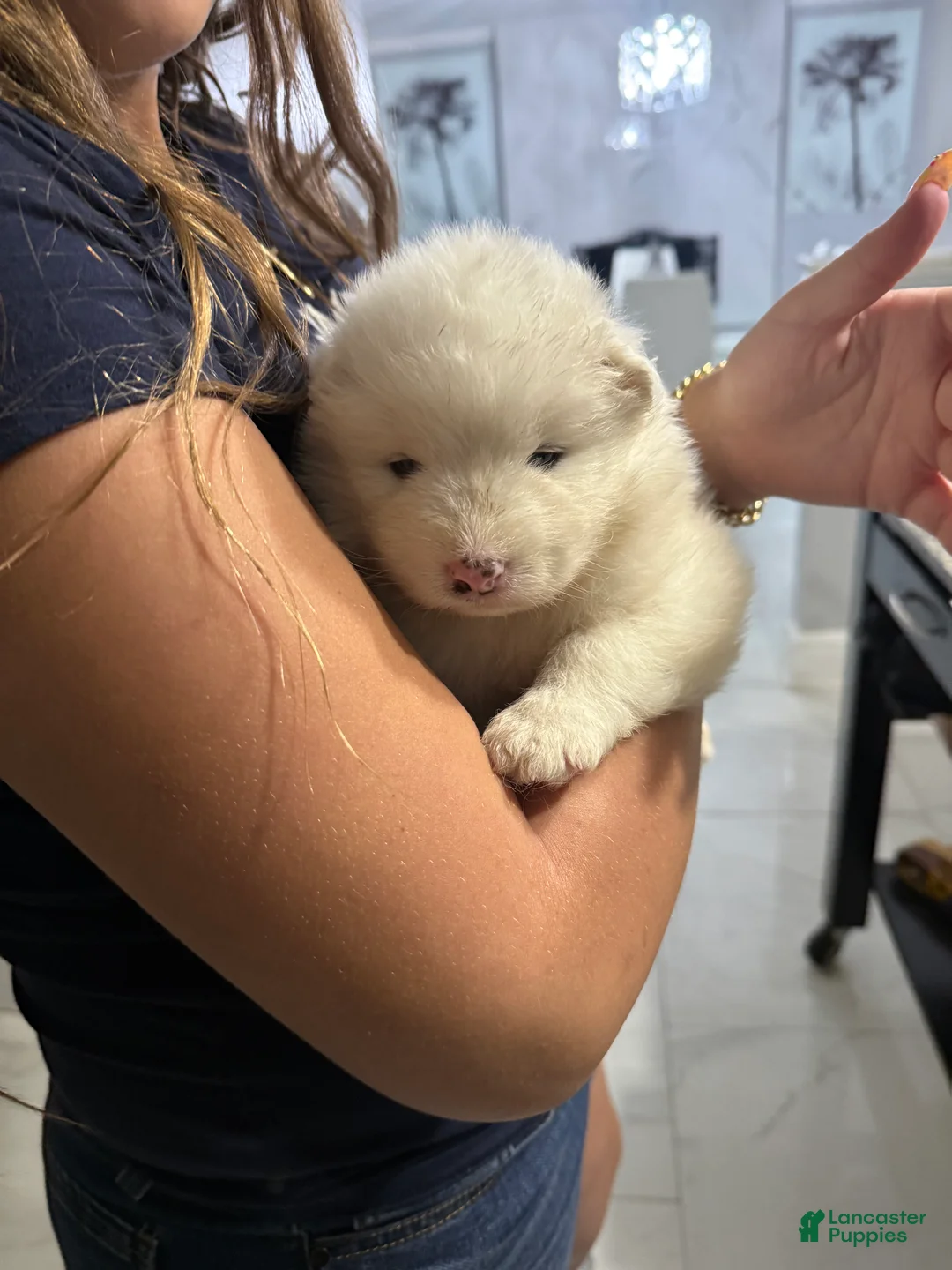Samoyed dogs for sale:  1 - Ad 2