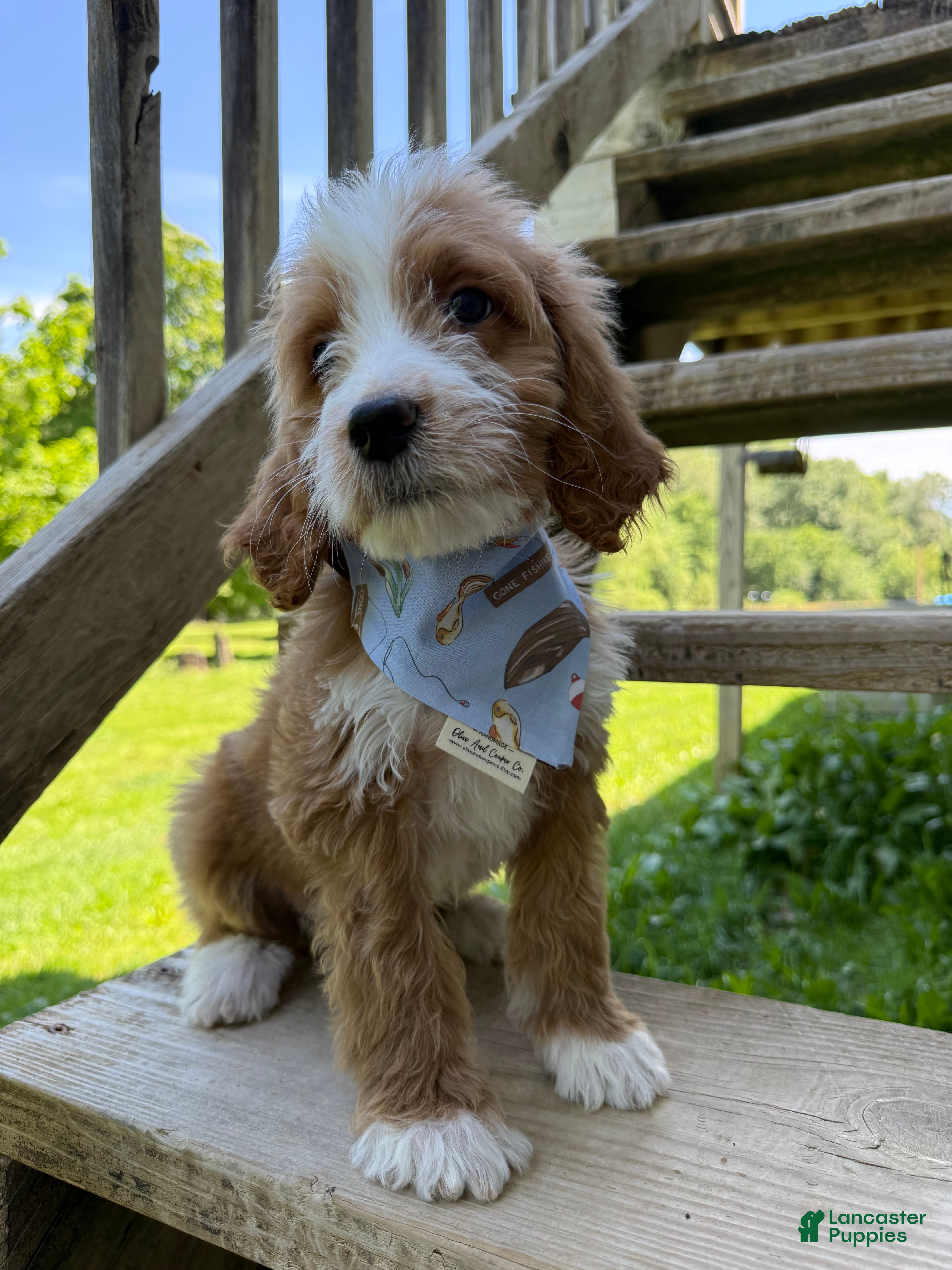 Goldendoodle dogs Rowan - Ad 1