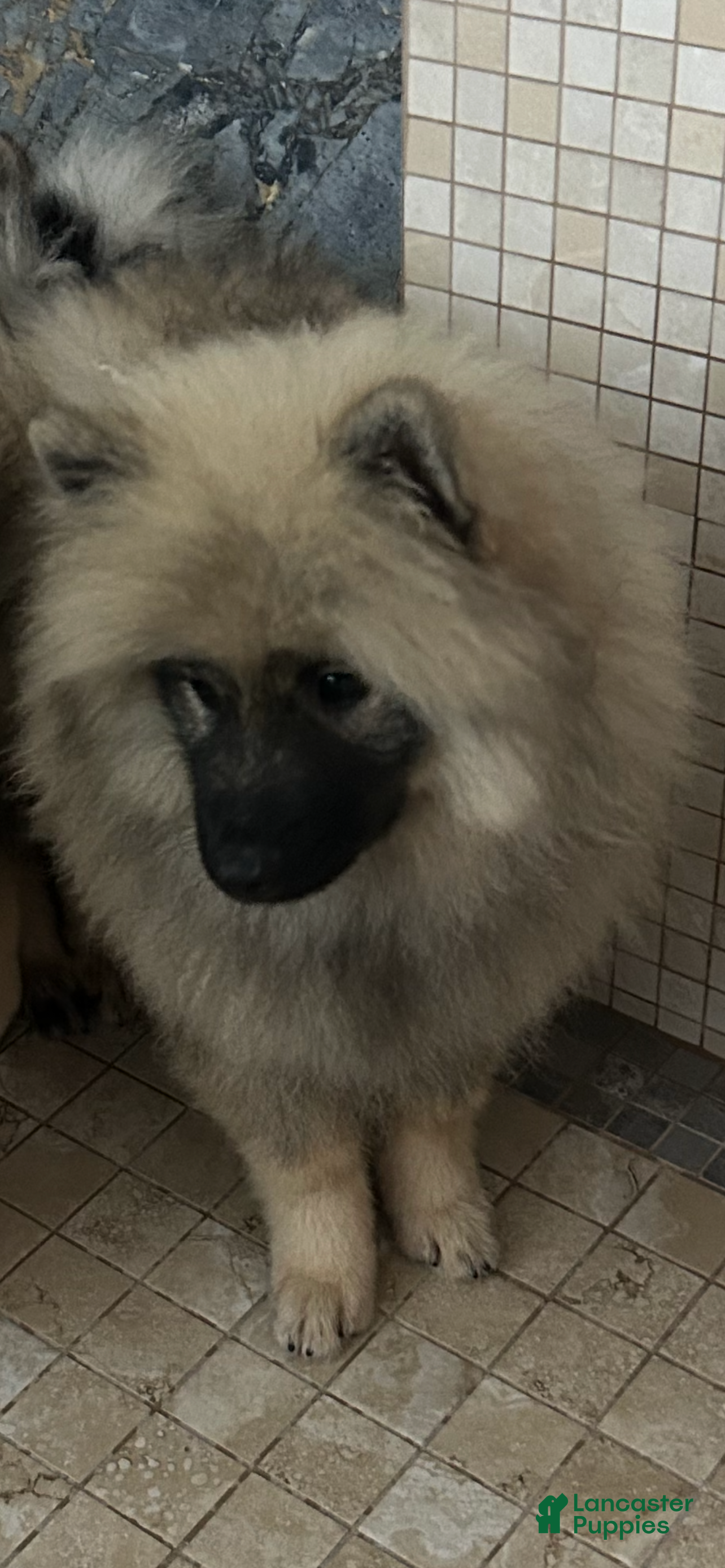 Keeshond dogs for sale: Luna - Ad 17