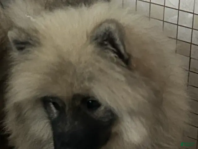Keeshond dogs for sale: Luna - Ad 17