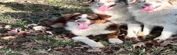 Australian Shepherd dogs for sale: Lemon - Ad 7