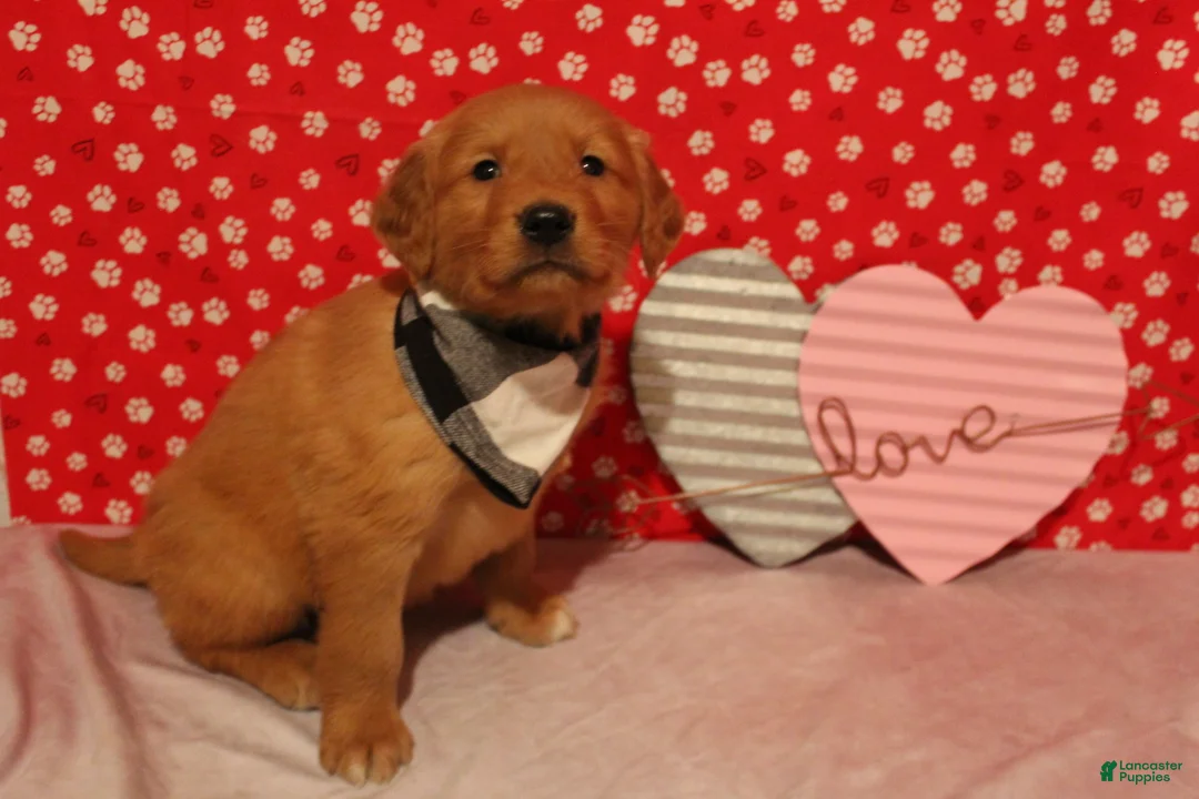 Golden Retriever dogs for sale: Cooper - Ad 3