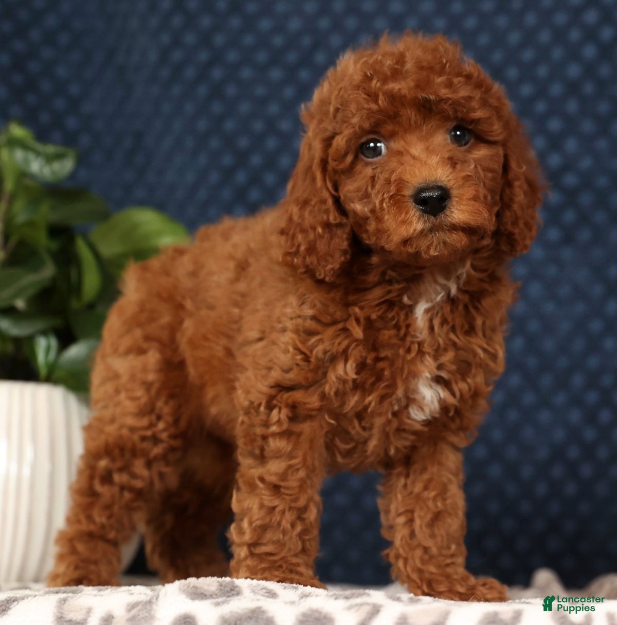 Miniature Poodle dogs Stuart - Ad 21