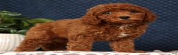 Miniature Poodle dogs for sale: Stuart - Ad 1