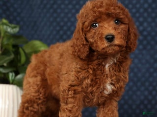 Miniature Poodle dogs Stuart - Ad 19