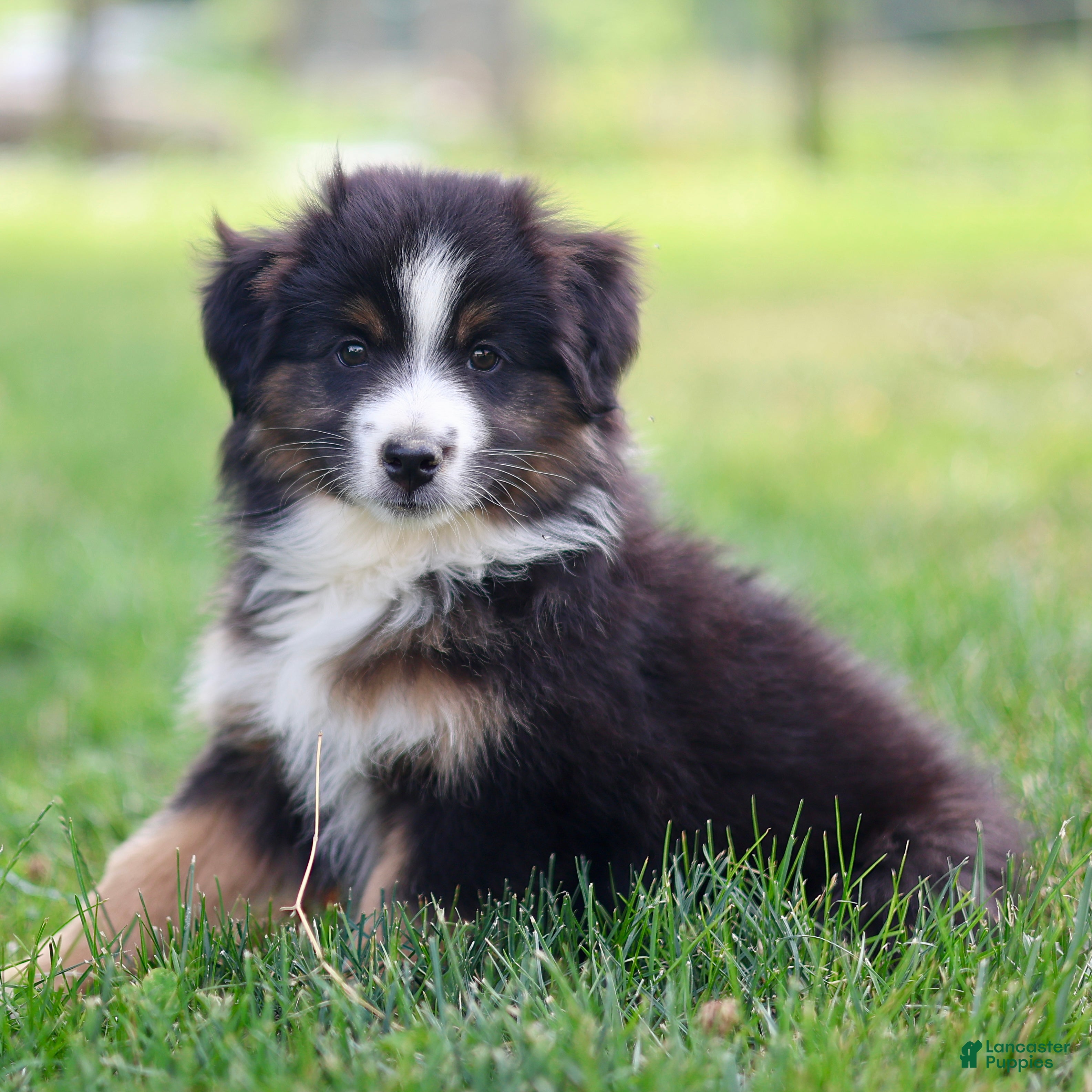 Miniature Australian Shepherd dogs Jen - Ad 2