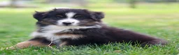 Miniature Australian Shepherd dogs for sale: Jen - Ad 2