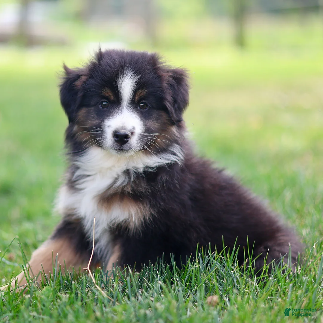 Miniature Australian Shepherd dogs for sale: Jen - Ad 2