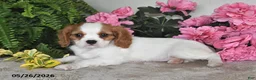 Cavalier King Charles Spaniel dogs for sale: Dolly - Ad 2