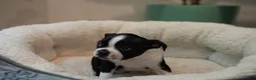 Boston Terrier dogs for sale: Blackberry - Ad 10