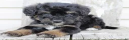 Bernedoodle dogs for sale: Remi - Ad 5
