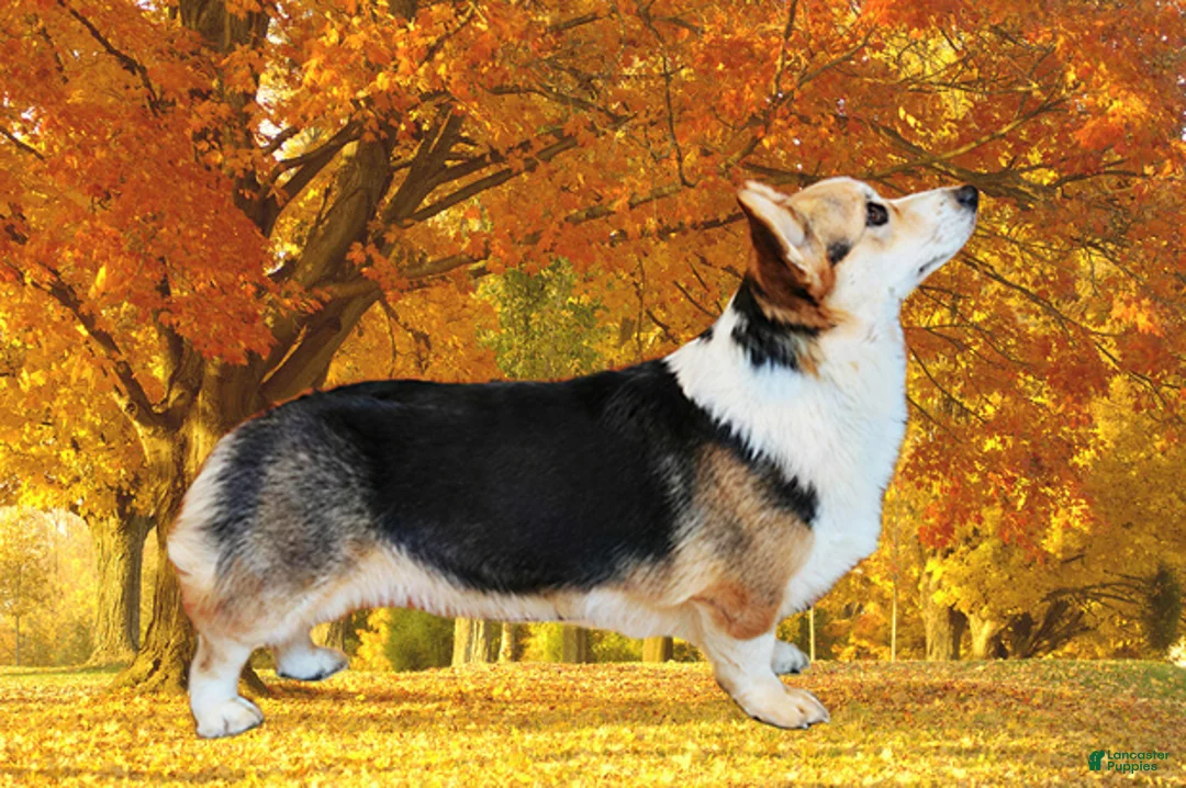 Welsh Corgi Pembroke dogs for sale: Finn - Ad 7