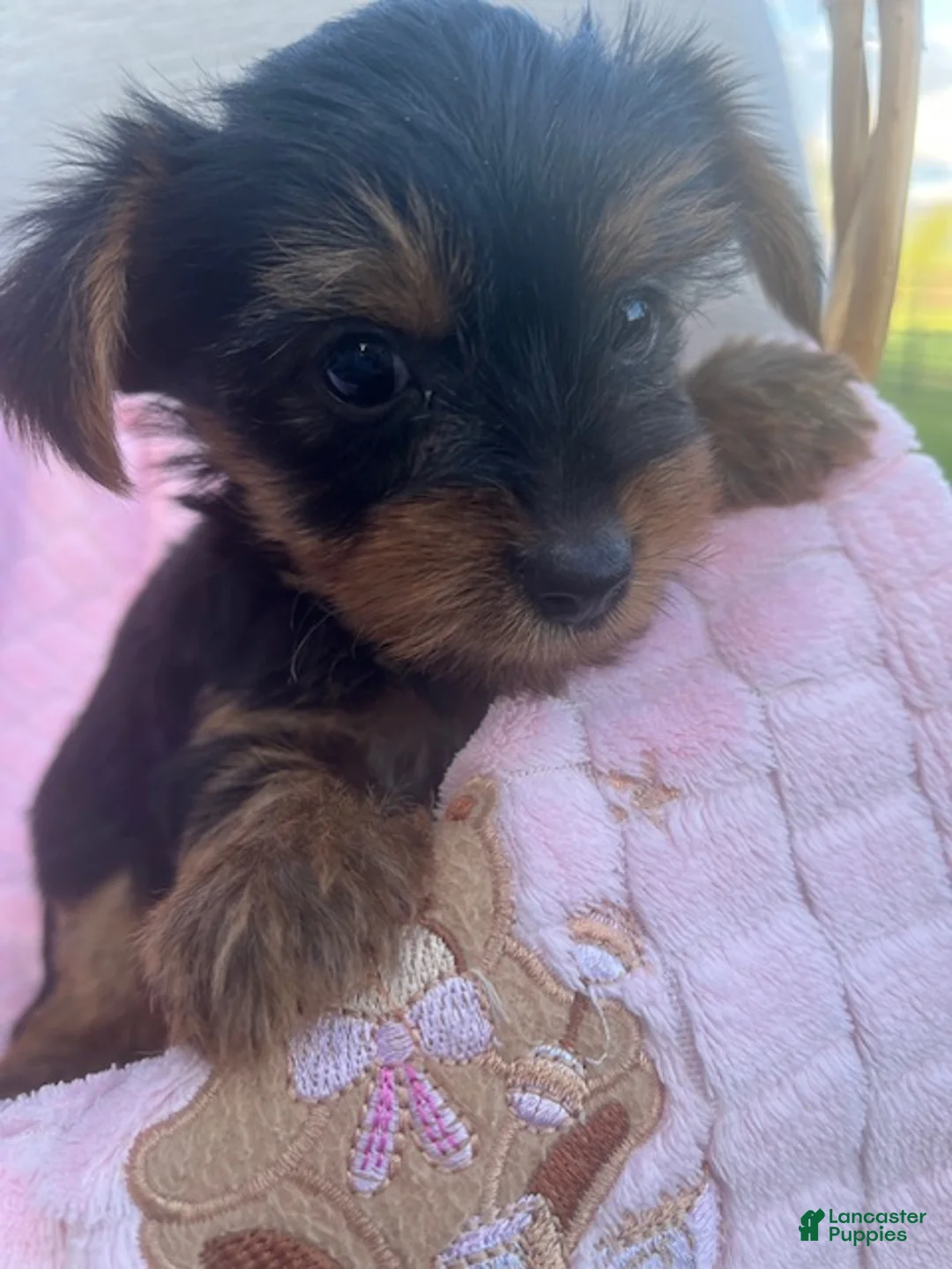 Yorkshire Terrier dogs for sale: Rylan - Ad 2