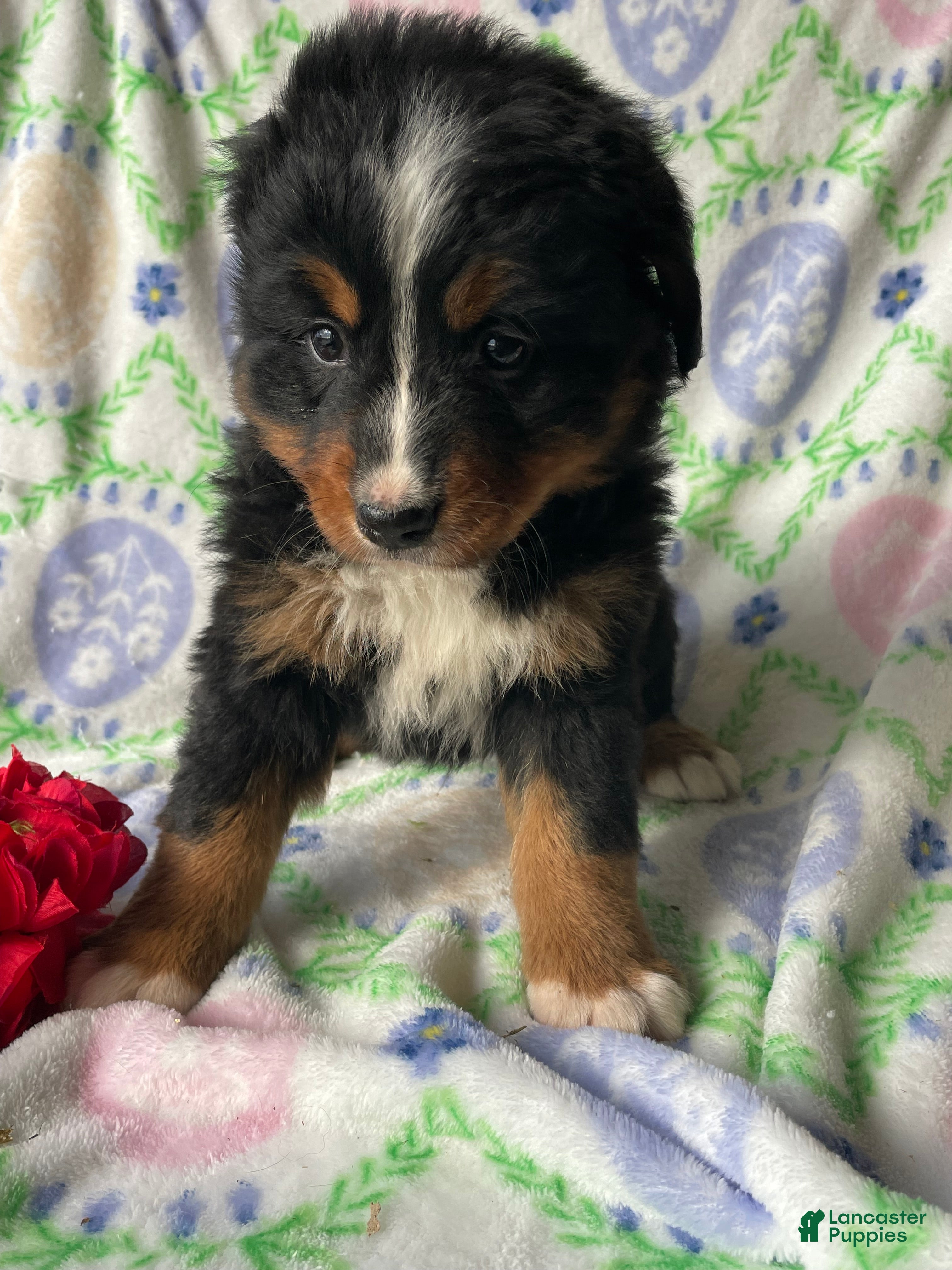 Bernese Mountain Dog dogs Bernie - Ad 2