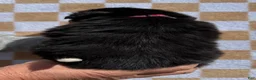 Bernese Mountain Dog dogs for sale: Pink - Ad 6