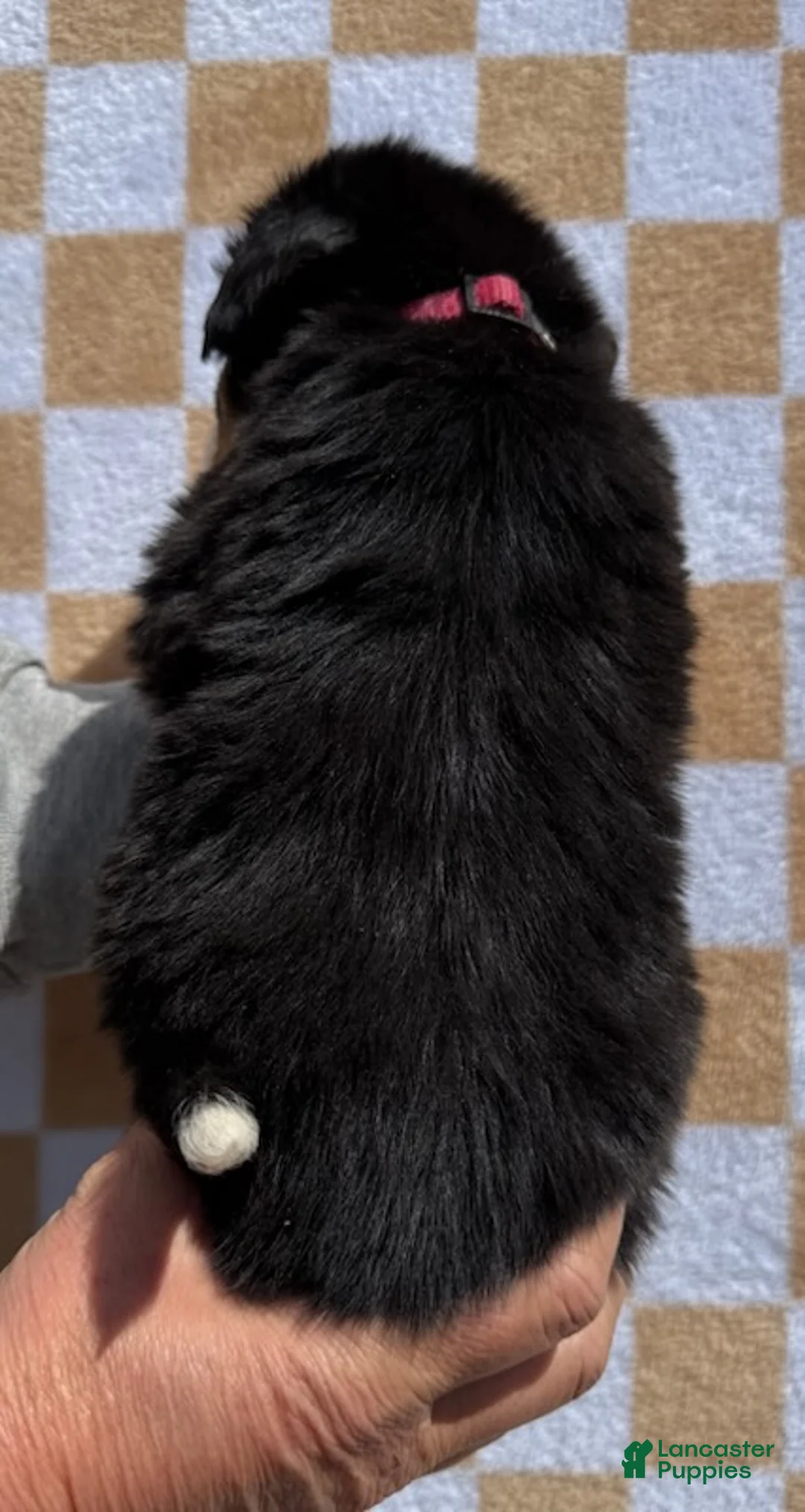 Bernese Mountain Dog dogs for sale: Pink - Ad 6