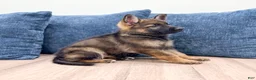 German Shepherd dogs for sale: Becky - Ad 5