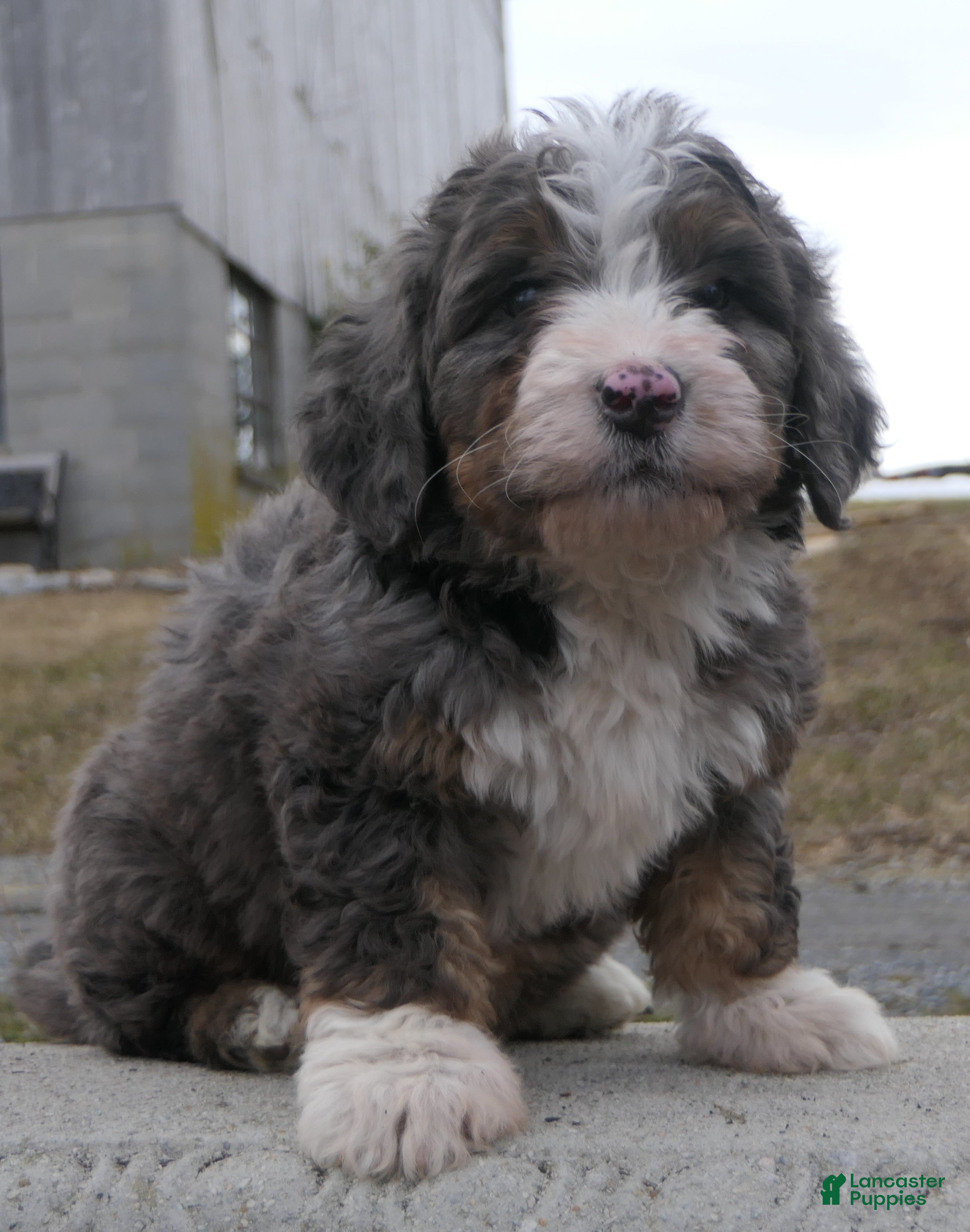 Mini Bernedoodle dogs Mini Bernedoodle Dusty - Ad 2